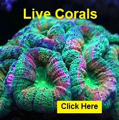 Live Coral Live Coral