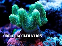 Coral Acclimation Coral Acclimation