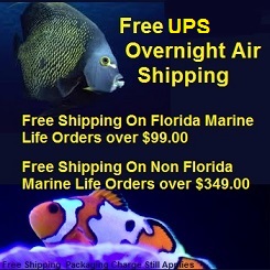 Saltwater Fish Shipping   Saltwater Fish Shipping