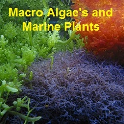 Saltwater Plants Saltwater Plants