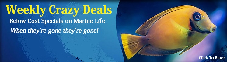 Weekly Saltwater Fish and Marine Life Specials! Weekly Saltwater Fish and Marine Life Specials!