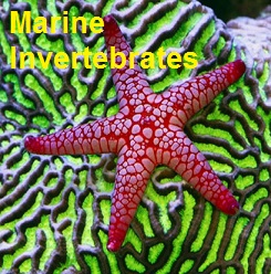 Saltwater Invertebrates Saltwater Invertebrates