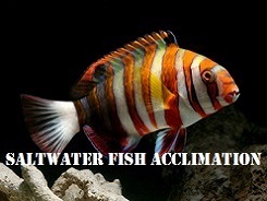 Saltwater Fish Acclimation Saltwater Fish Acclimation
