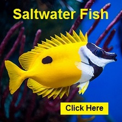 Saltwater Fish Saltwater Fish